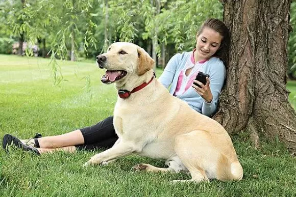 PetSafe Collier-R Cepteur Suppl Mentaire Add-A-Dog® Pour Chien T Tu Pour Le Syst Me Anti-Fugue Sans Fil Stay & Play® Wireless Fence