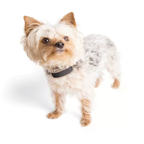 PetSafe Collier-R Cepteur Suppl Mentaire Pawz Away®